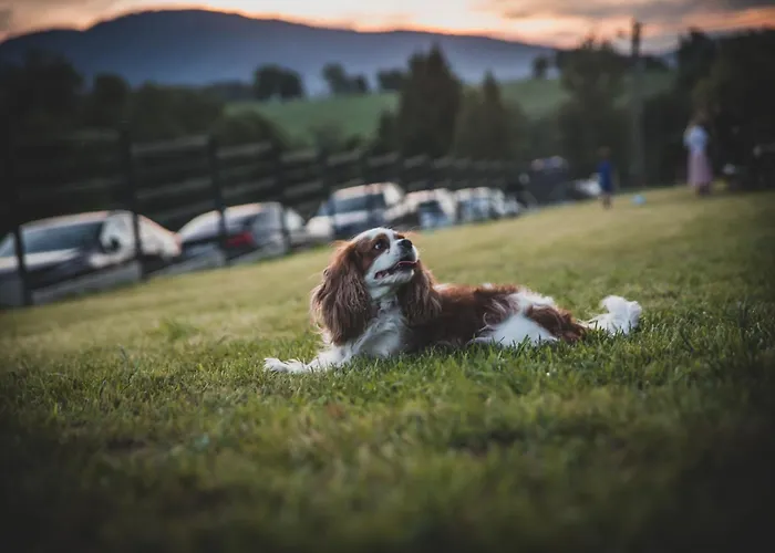 Beskid Sielski - Klimatyczne W Lipowej Z Widokiem Na Gory I Sauna - Dream * Żywiec